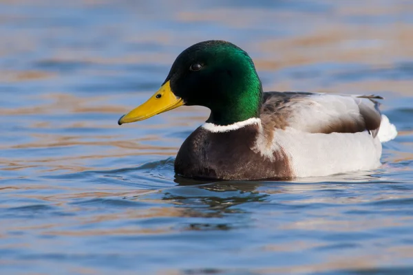 Mallard Duck male — Stock Photo, Image