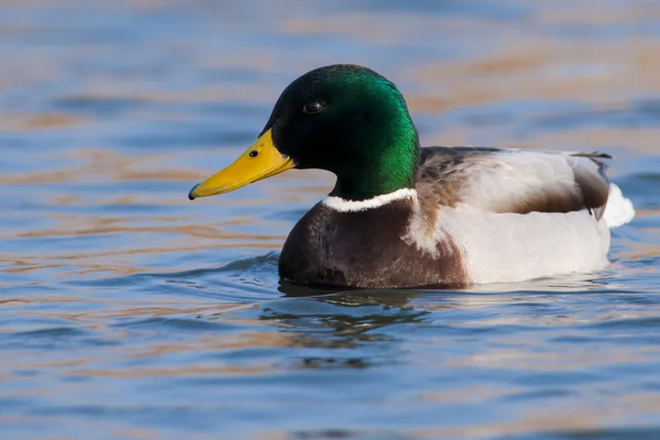 Mallard Pato macho — Fotografia de Stock