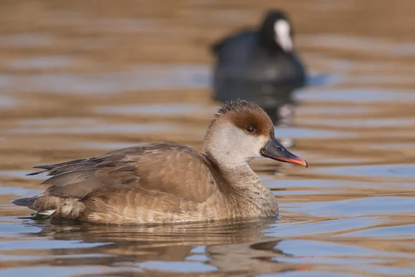 Pochard de cresta roja — Foto de Stock