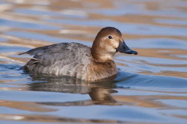 Pochardweibchen — Stockfoto