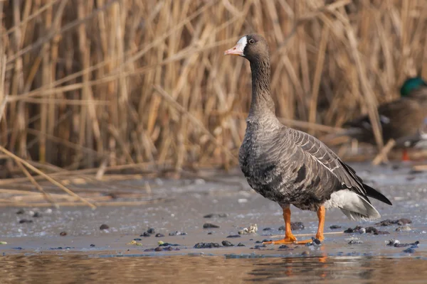 Bílý fronted goose — Stock fotografie