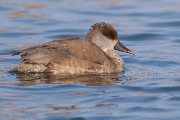 Pochard de cresta roja — Foto de Stock