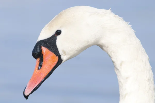 Höckerschwan — Stockfoto