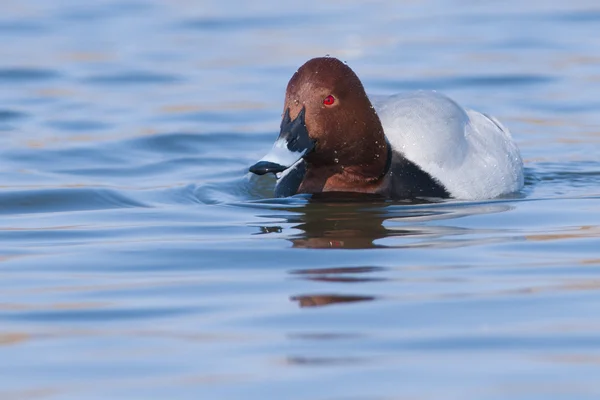 Brunand hane — Stockfoto