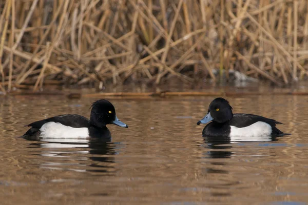 Tufted Duck — Stock Photo, Image