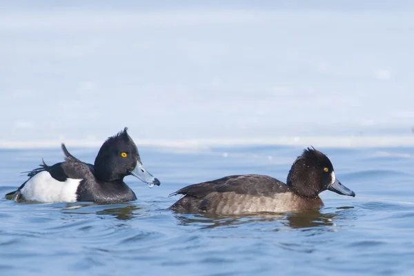 Tufted Duck pair — Stock Photo, Image