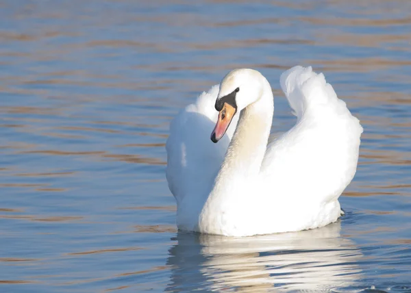 Mute Swan — Stock Photo, Image