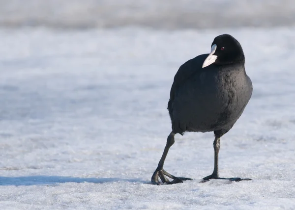 Gemensamma sothöna — Stockfoto