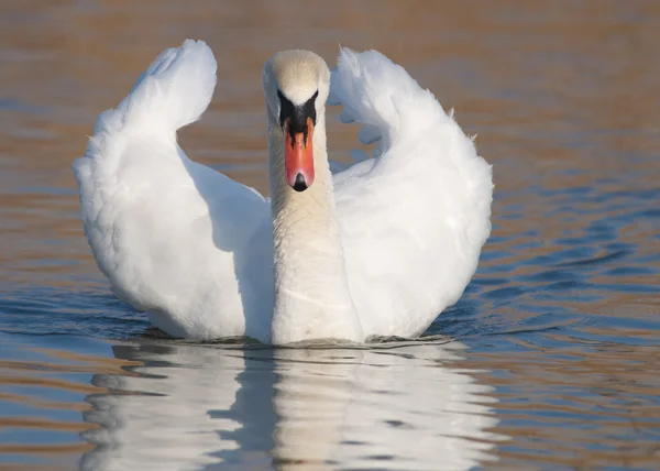 Mute Swan — Stock Photo, Image