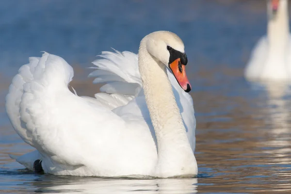 Knobbelzwaan — Stockfoto