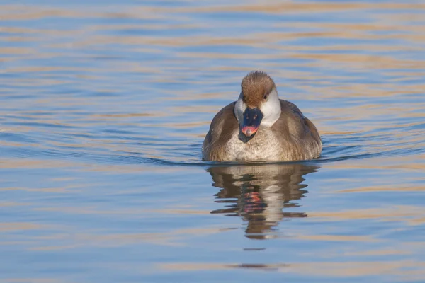 Červený Kakadu Polák velký — Stock fotografie