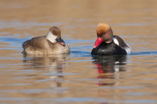 Pochard Crested vermelho — Fotografia de Stock