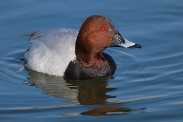 Pochard — Stock Photo, Image