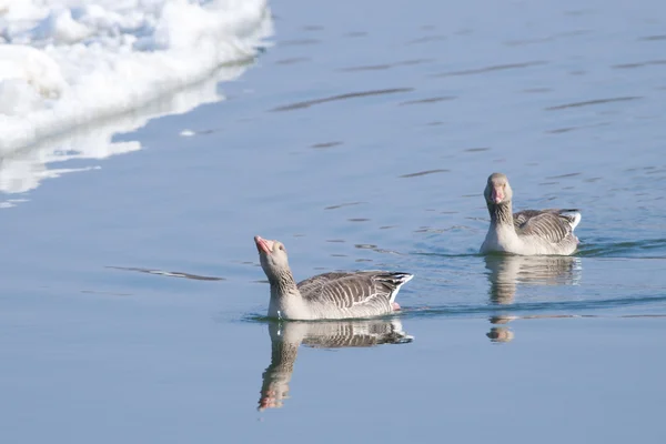 Greylag Geese — Stock Photo, Image