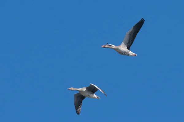 Greylag geese — Stock Photo, Image