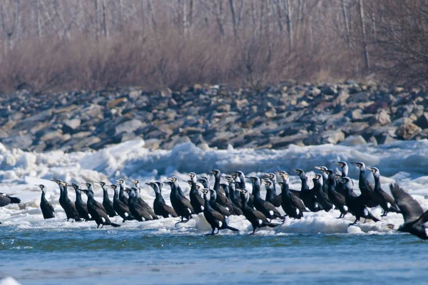 Gran Cormorán —  Fotos de Stock