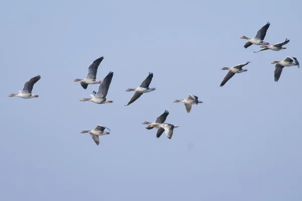 Gansos de Greylag —  Fotos de Stock