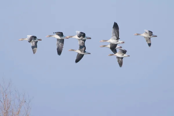 Greylag geese — Stock Photo, Image