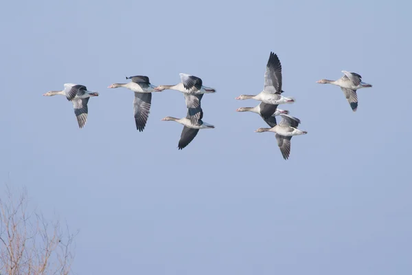 Gansos de Greylag —  Fotos de Stock