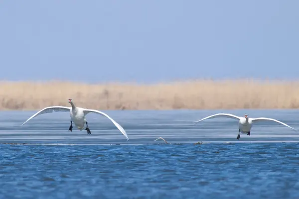 Mutea zwanen — Stockfoto