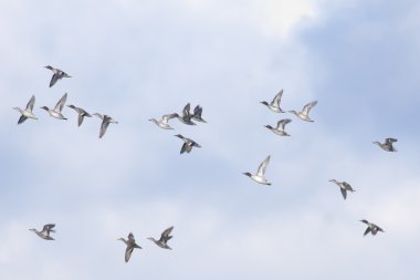 Kırmızı Tepeli patka