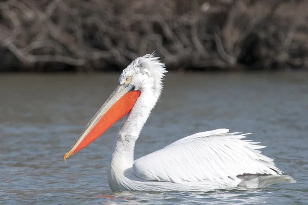 Dalmatian Pelican — Stock Photo, Image