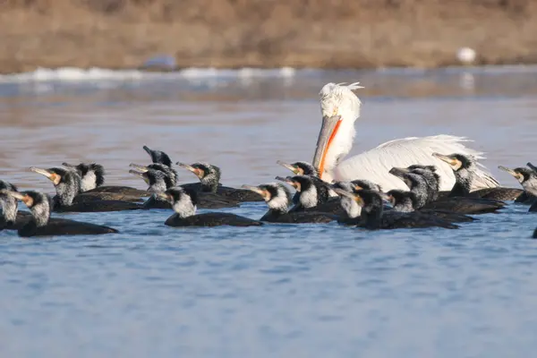 Dalmatian Pelican — Stok Foto