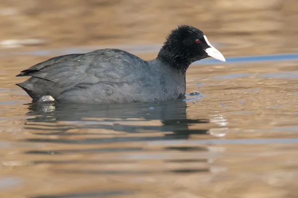 Gemeenschappelijke Meerkoet — Stockfoto