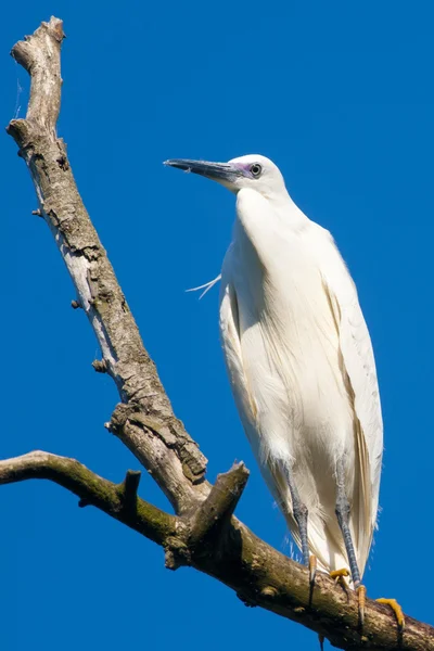 Petite aigrette — Photo