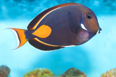 Achilles Tang (Acanthurus achilles) clipart