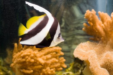 Longfin Bannerfish