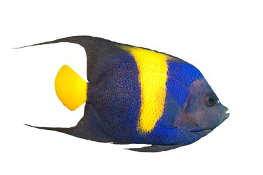 Longfin Bannerfish