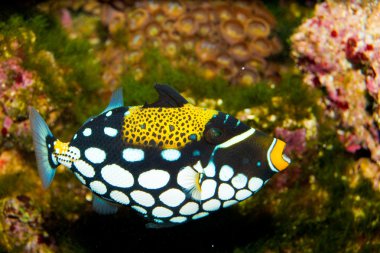 Palyaço triggerfish akvaryum