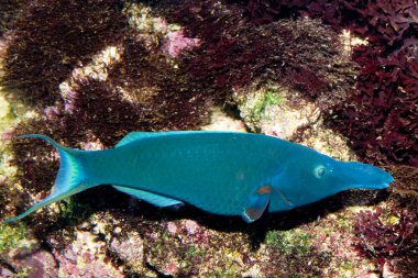 Birdmouth Wrasse (Gomphosus varius)