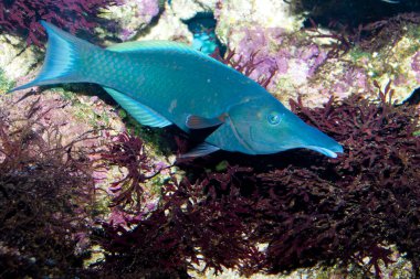 kuş ağız wrasse