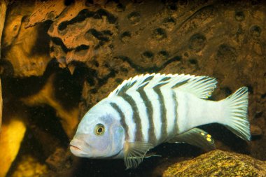 siyah sökülen Çiklit akvaryum