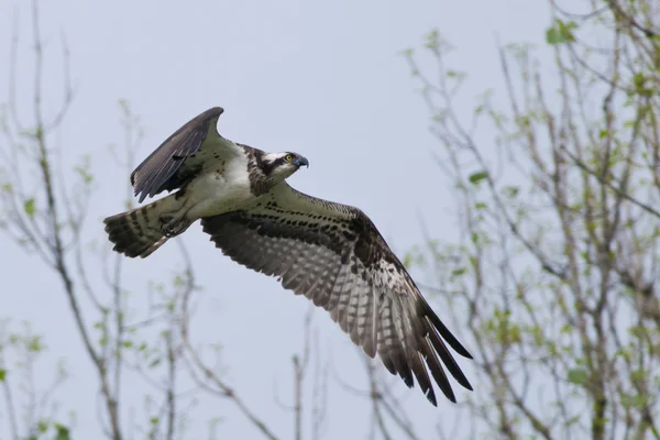 Falco pescatore — Foto Stock