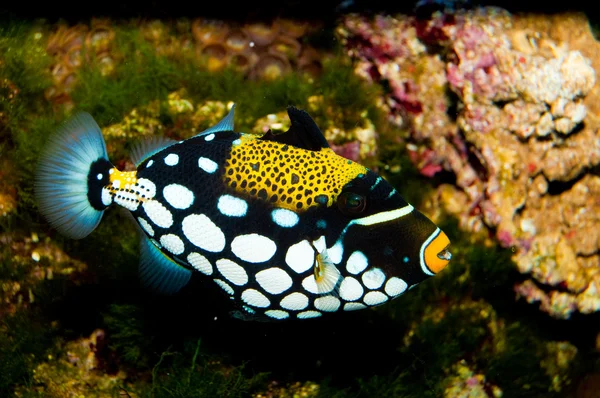 Clown Triggerfish in Aquarium — Stock Photo, Image