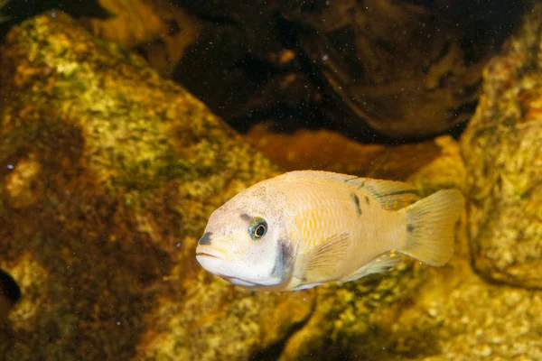 Gelber Buntbarsch im Aquarium — Stockfoto