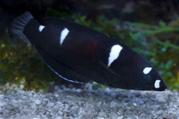 Corris Wrasse nero (Coris gaimard) in acquario — Foto Stock