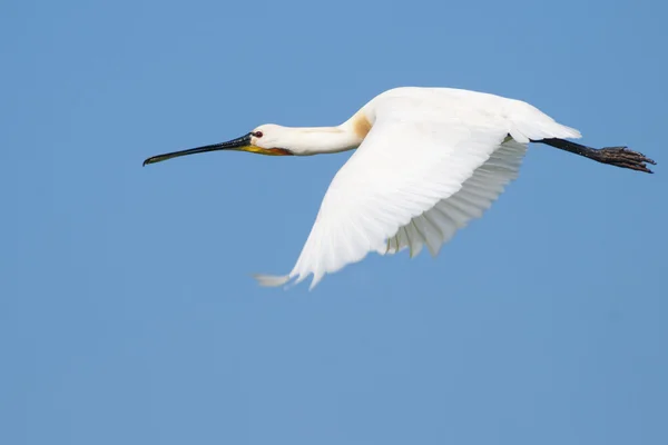 Eurasian Spoonbill — Stock Photo, Image