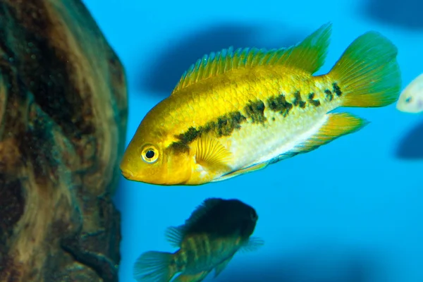 Cichlid verde no aquário — Fotografia de Stock