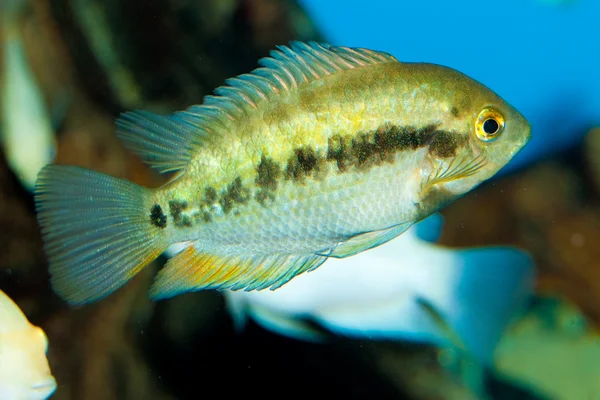 Cichlidé vert dans l'aquarium — Photo