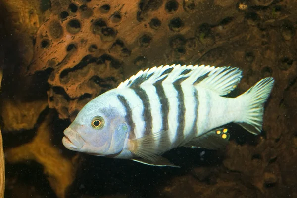 Striped Cichlid in Aquarium — Stock Photo, Image