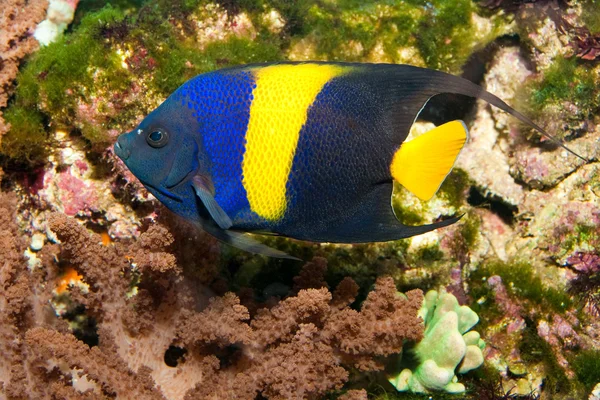 Ангел Asfur (чорна риба-янгол asfur) в акваріум — стокове фото