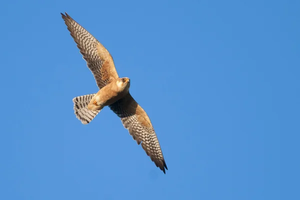 Red Footed Falcon — Stock Photo, Image