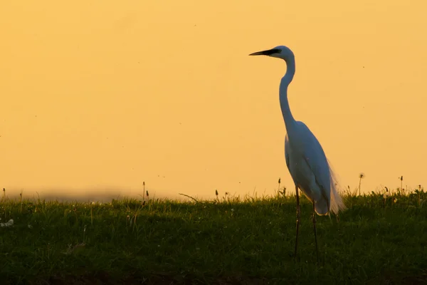 Grande Egret bianco — Foto Stock