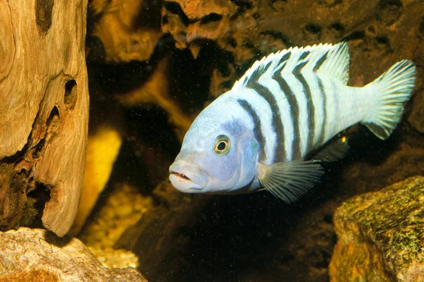 Cichlid Preto Descascado em Aquário — Fotografia de Stock