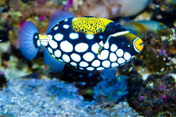 Clown trekkervis in aquarium — Stockfoto