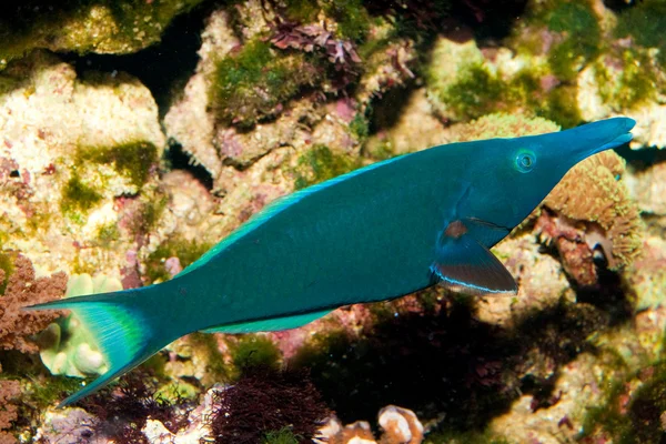 Escarcha de boca de ave (Gomphosus varius ) —  Fotos de Stock